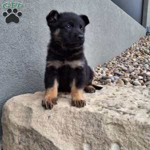 Maverick, German Shepherd Puppy