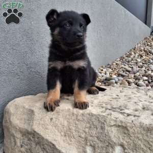 Maverick, German Shepherd Puppy