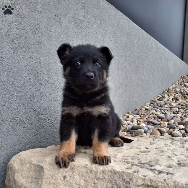 Maverick, German Shepherd Puppy