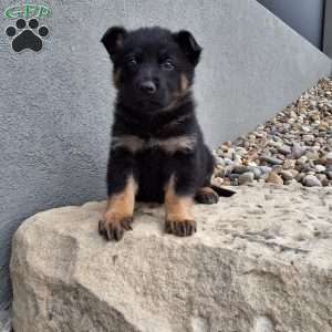 Maverick, German Shepherd Puppy