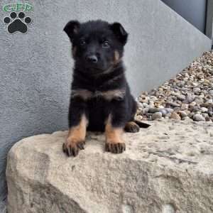 Maverick, German Shepherd Puppy