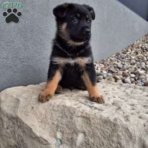 Almanzo, German Shepherd Puppy