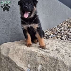 Almanzo, German Shepherd Puppy