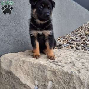 Almanzo, German Shepherd Puppy