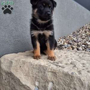 Almanzo, German Shepherd Puppy