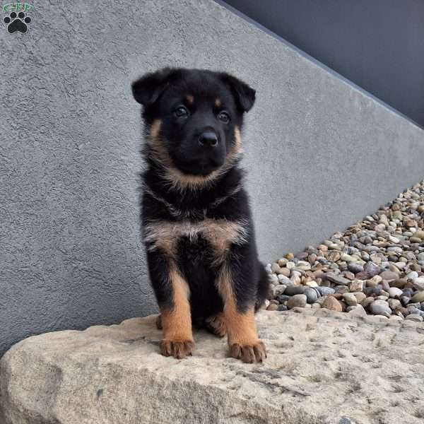 Almanzo, German Shepherd Puppy