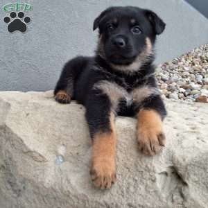 Almanzo, German Shepherd Puppy