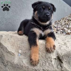 Almanzo, German Shepherd Puppy