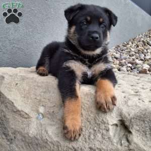 Almanzo, German Shepherd Puppy