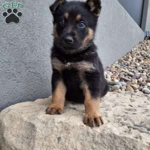 Karl, German Shepherd Puppy