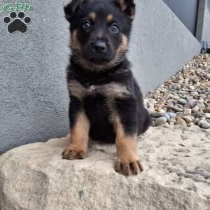 Karl, German Shepherd Puppy