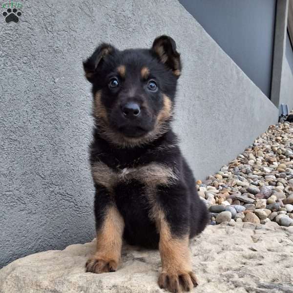 Karl, German Shepherd Puppy