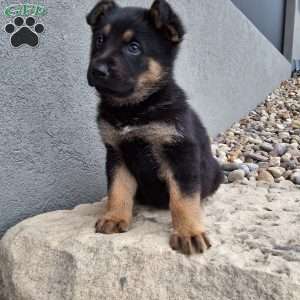 Karl, German Shepherd Puppy