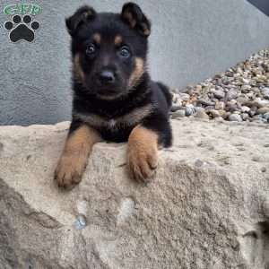 Karl, German Shepherd Puppy