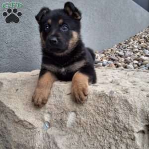Karl, German Shepherd Puppy