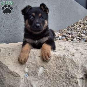 Karl, German Shepherd Puppy