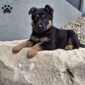 Karl, German Shepherd Puppy