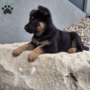 Karl, German Shepherd Puppy