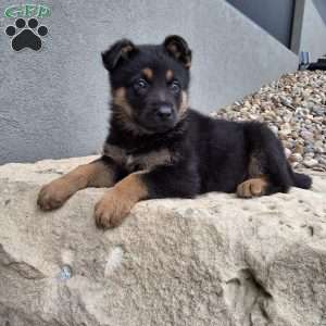 Karl, German Shepherd Puppy