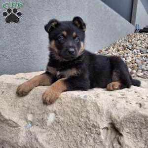 Karl, German Shepherd Puppy