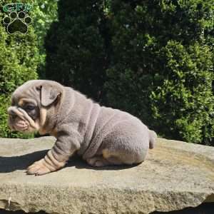 Aubrey, English Bulldog Puppy