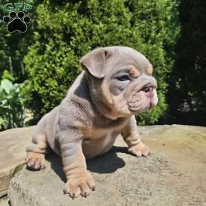 Aubrey, English Bulldog Puppy