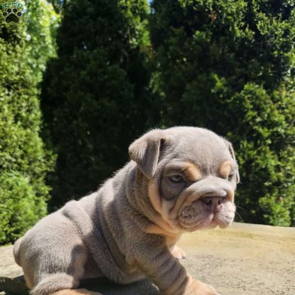 Aubrey, English Bulldog Puppy