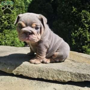 Aubrey, English Bulldog Puppy