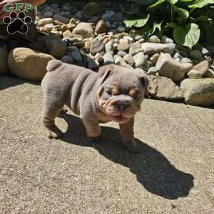 Aubrey, English Bulldog Puppy