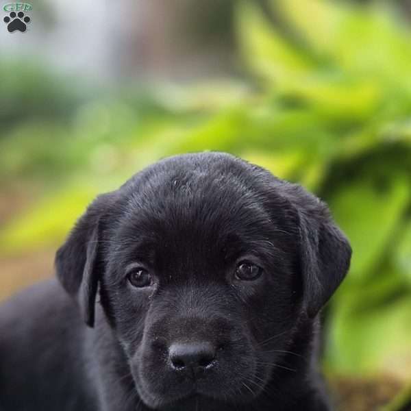 River, Black Labrador Retriever Puppy