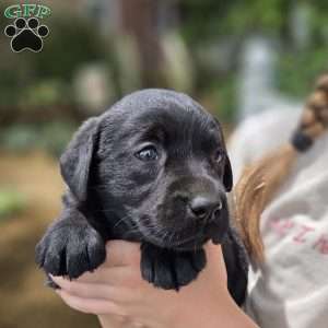 River, Black Labrador Retriever Puppy
