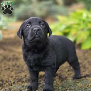 River, Black Labrador Retriever Puppy