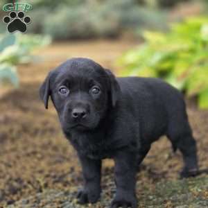 River, Black Labrador Retriever Puppy
