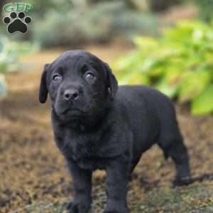 River, Black Labrador Retriever Puppy