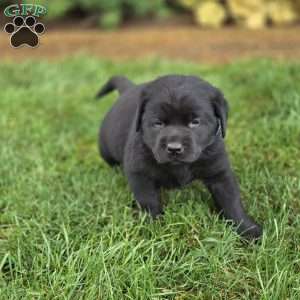 Royal Bear, Black Labrador Retriever Puppy