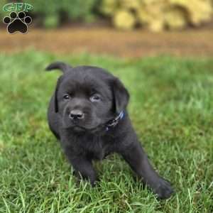 Royal Bear, Black Labrador Retriever Puppy