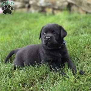 Royal Bear, Black Labrador Retriever Puppy