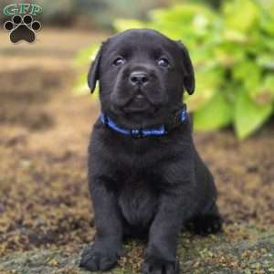 Royal Bear, Black Labrador Retriever Puppy