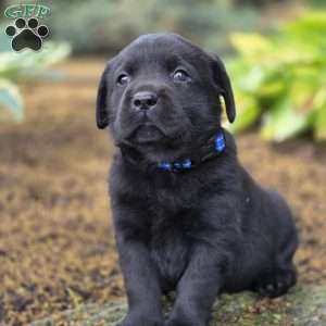 Royal Bear, Black Labrador Retriever Puppy