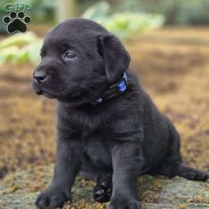 Royal Bear, Black Labrador Retriever Puppy
