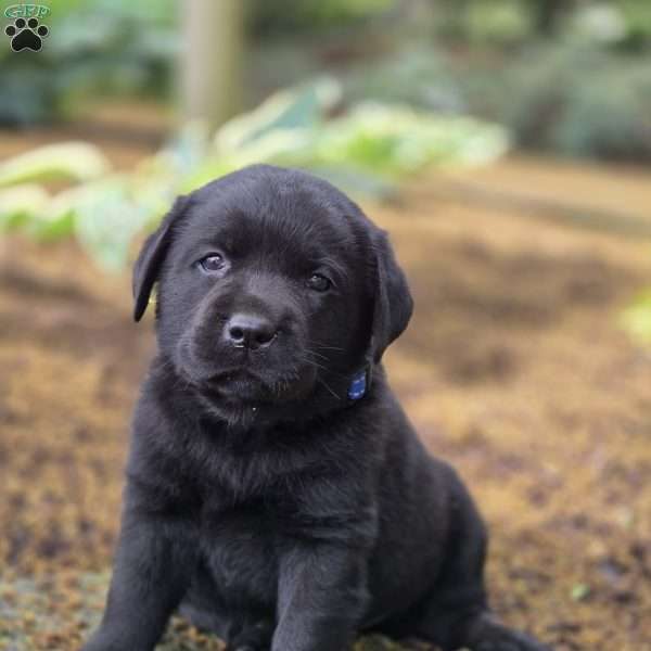 Royal Bear, Black Labrador Retriever Puppy
