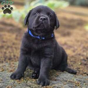 Royal Bear, Black Labrador Retriever Puppy