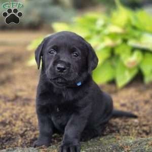 Riley, Black Labrador Retriever Puppy