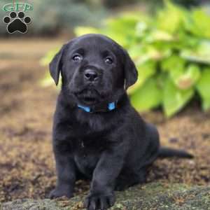 Riley, Black Labrador Retriever Puppy