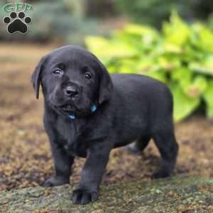 Riley, Black Labrador Retriever Puppy
