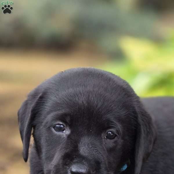 Riley, Black Labrador Retriever Puppy