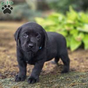 Riley, Black Labrador Retriever Puppy