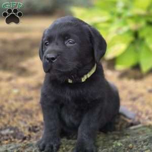Raven, Black Labrador Retriever Puppy