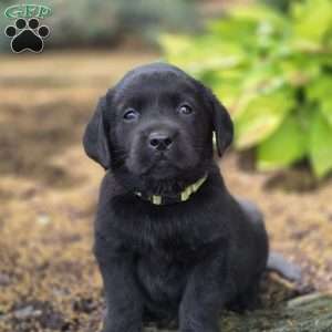 Raven, Black Labrador Retriever Puppy