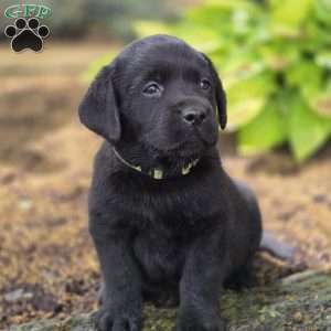 Raven, Black Labrador Retriever Puppy